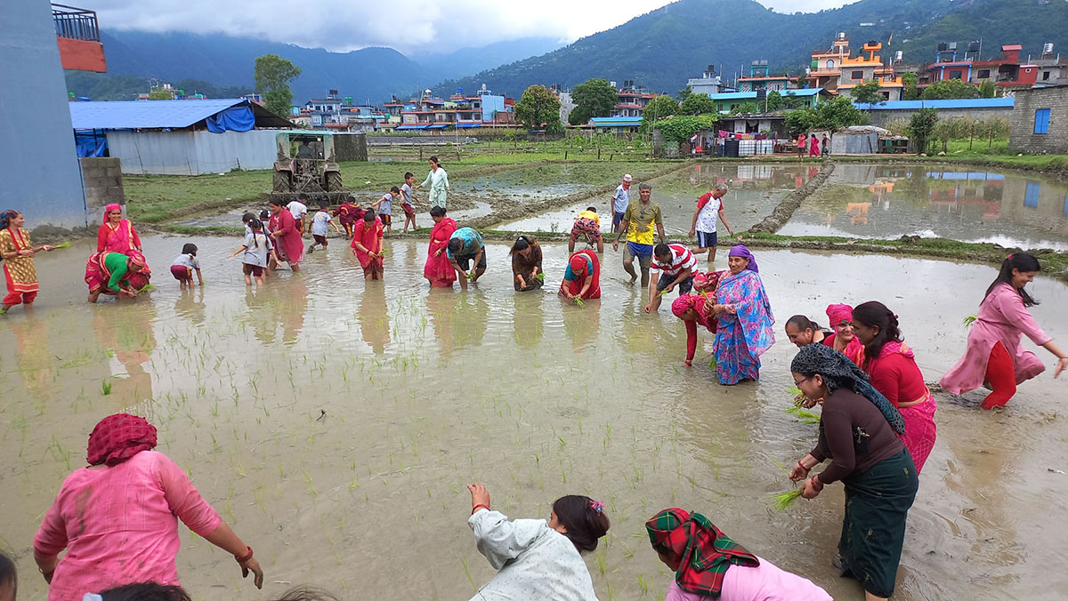 गण्डकीमा १८ प्रतिशत रोपाइँ